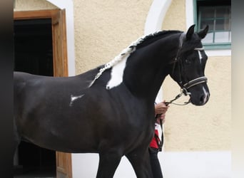 Mezzosangue Arabo, Stallone, 10 Anni, 165 cm, Tobiano-tutti i colori