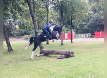 Mezzosangue Arabo, Stallone, 10 Anni, 165 cm, Tobiano-tutti i colori