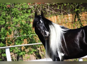 Mezzosangue Arabo, Stallone, 10 Anni, 165 cm, Tobiano-tutti i colori