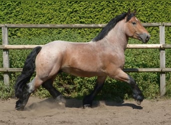 Rhenisch-German Heavy Draft, Stallion, 11 years, 16.1 hh, Brown Falb mold
