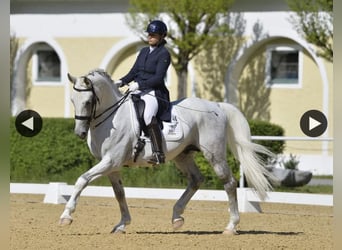 Lipizzan, Étalon, 12 Ans, 161 cm, Gris