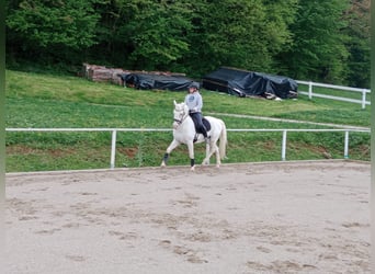 Lipizzan, Étalon, 14 Ans, 158 cm, Gris