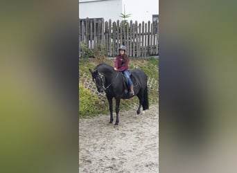 Lipizzan, Étalon, 17 Ans, 156 cm, Noir