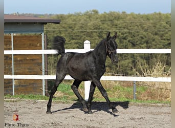 Lipizzan, Étalon, 1 Année, 155 cm, Gris