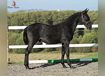 Lipizzan, Étalon, 1 Année, 155 cm, Gris