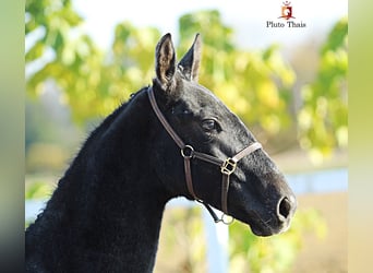 Lipizzan, Étalon, 1 Année, 155 cm, Gris