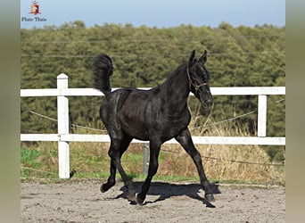 Lipizzan, Étalon, 1 Année, 155 cm, Gris