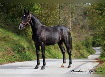 Lipizzan, Étalon, 1 Année, 155 cm, Gris