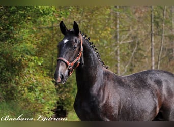 Lipizzan, Étalon, 1 Année, 155 cm, Gris