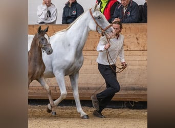 Lipizzan, Étalon, 1 Année, 157 cm, Gris