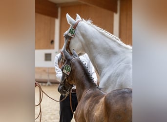 Lipizzan, Étalon, 1 Année, 157 cm, Gris