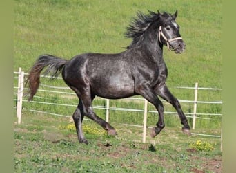 Lipizzan, Étalon, 1 Année, 158 cm, Gris