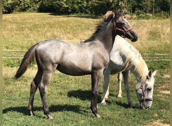 Lipizzan, Étalon, 1 Année, 158 cm, Gris