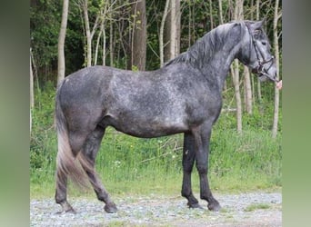 Lipizzan, Étalon, 1 Année, 158 cm, Gris