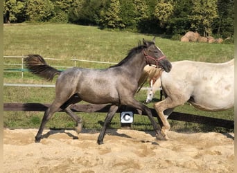 Lipizzan, Étalon, 1 Année, 158 cm, Gris