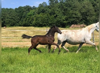 Lipizzan, Étalon, 1 Année, 158 cm, Gris