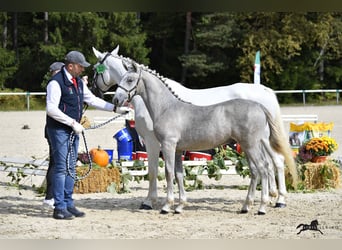 Lipizzan, Étalon, 1 Année, 158 cm, Gris