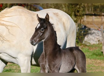 Lipizzan, Étalon, 1 Année, 158 cm, Gris