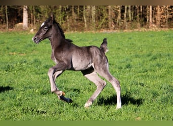Lipizzan, Étalon, 1 Année, 158 cm, Gris