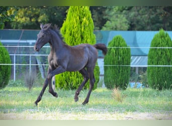 Lipizzan, Étalon, 1 Année, 160 cm, Gris