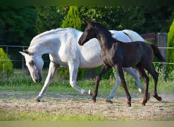 Lipizzan, Étalon, 1 Année, 160 cm, Gris