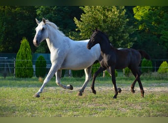 Lipizzan, Étalon, 1 Année, 160 cm, Gris