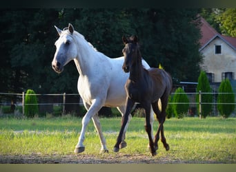 Lipizzan, Étalon, 1 Année, 160 cm, Gris