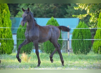 Lipizzan, Étalon, 1 Année, 160 cm, Gris