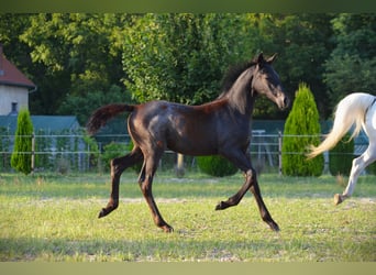 Lipizzan, Étalon, 1 Année, 160 cm, Gris