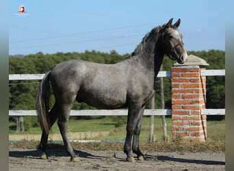Lipizzan, Étalon, 1 Année, 163 cm, Gris