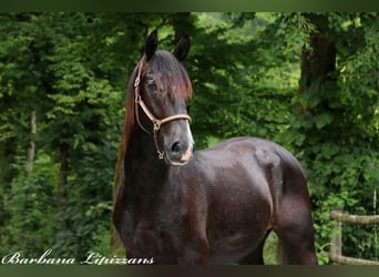 Lipizzan, Étalon, 2 Ans, 155 cm, Gris