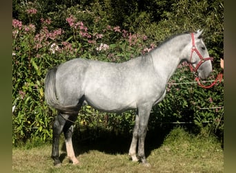 Lipizzan, Étalon, 3 Ans, 153 cm, Gris