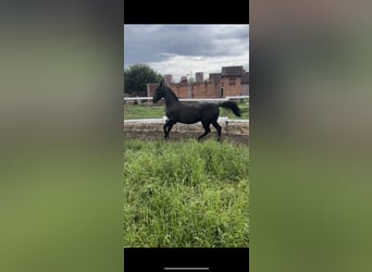 Lipizzan, Étalon, 3 Ans, 155 cm, Noir