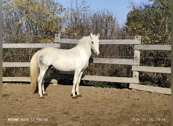 Lipizzan, Étalon, 3 Ans, 165 cm, Blanc