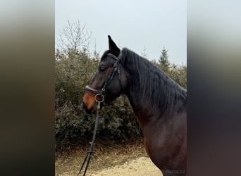 Lipizzan, Étalon, 4 Ans, 154 cm, Bai