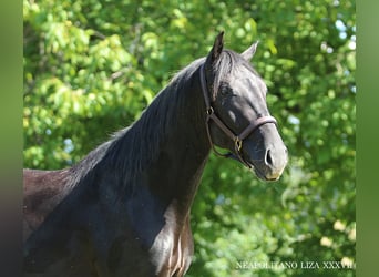 Lipizzan, Étalon, 4 Ans, 160 cm, Noir