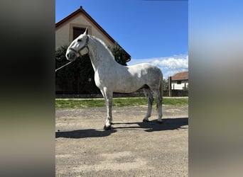 Lipizzan, Étalon, 8 Ans, 172 cm, Gris