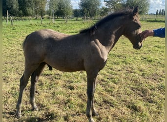 Lipizzan, Étalon, Poulain (05/2023), 120 cm, Gris