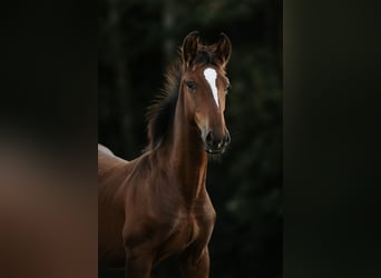 Lipizzan, Étalon, Poulain (04/2026), 160 cm, Bai