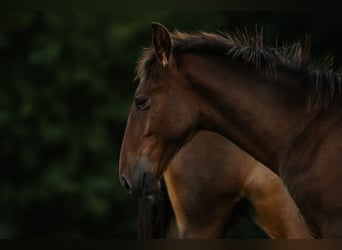 Lipizzan, Étalon, Poulain (04/2026), 160 cm, Bai
