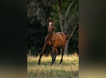 Lipizzan, Étalon, Poulain (04/2026), 160 cm, Bai
