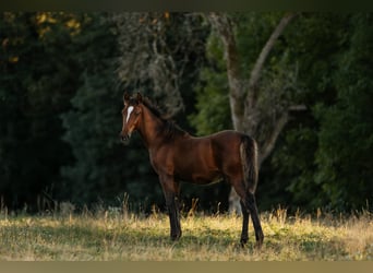 Lipizzan, Étalon, Poulain (04/2026), 160 cm, Bai