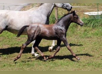 Lipizzan, Étalon, Poulain (05/2024), 160 cm, Gris