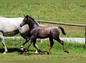 Lipizzan, Étalon, Poulain (05/2024), 160 cm, Gris