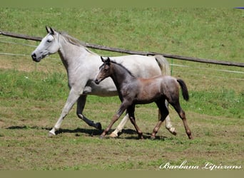 Lipizzan, Étalon, Poulain (05/2024), 160 cm, Gris