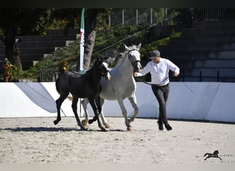 Lipizzan, Étalon, Poulain (04/2025), 160 cm, Gris