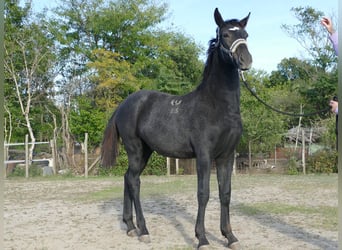Lipizzan, Étalon, Poulain (02/2025), Peut devenir gris