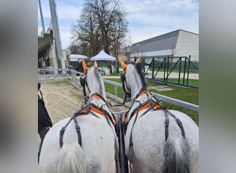 Lipizzan, Hongre, 10 Ans, 157 cm, Gris