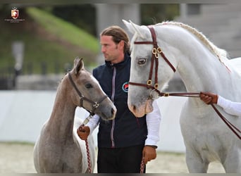 Lipizzan, Hongre, 10 Ans, 160 cm, Pinto