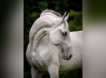 Lipizzan, Hongre, 10 Ans, 160 cm, Pinto